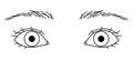 woman eyes, double eyelids, large eyes ,outline illustration